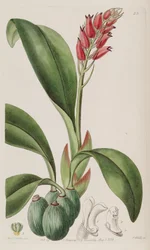 Cryptochilus sanguineus
